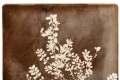 Alessandra Cal, Herbarium studio #2, 2021, calotipia on Moleskine page
