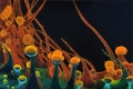 Gianfranco Bianchi, Cannabis al Microscopio, 2014, cm. 70x100x4,3