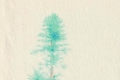 Pier Lanzillotta, Abete del Colorado, 2023-24, libro, opera, pastelli su carta
