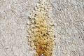 Werter Dallaglio, LANDing page (l'albero della vita 4), 2011, tecnica mista su tavola, cm. 108x101, part.