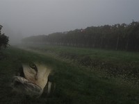 Il leone spunta dai fossi di Massenzatico nella nebbia mattutina