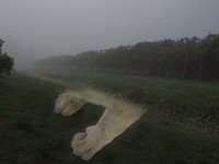 Il leone spunta dai fossi di Massenzatico nella nebbia mattutina
