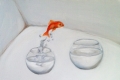 Ludmila Kazinkina, Goldfish, 2009, olio su tela, cm. 18x24