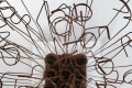Rudy Pulcinelli, Germogli, 2018, filo di ferro cotto, plexiglass e legno, cm. 25x25x35, particolare.