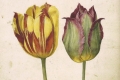 Georg Flegel, Due tulipani, Berlino, Staatliche Museen zu Berlin