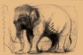 Massimo Canuti, Elephas Maximus, carboncino su carta, cm. 35x50