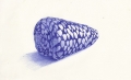 Gabriele Grones, Conus Marmoreus, 2012, penna su carta, cm. 12,5x20,5