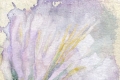 Giovanna Lionetti, Fiore di luce, gouache su carta, cm. 21x20