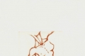 Michele Sassi, Senza titolo, 2008, incisione a punta secca su lastra di zinco, cm. 12x9