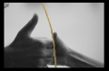 POLLICI, 2021, cm 24X18. Fotografia stampata a mano su carta politenata satinata, strappata, incollata e dorata utilizzando lacca urushi bengara e oro zecchino 24kt